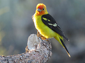 western tanager graphic